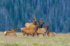Nearby coyote captures the attention of this herd of elk Art Print